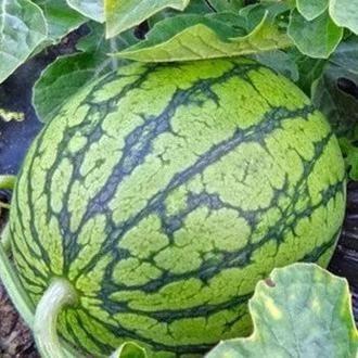 等着吃瓜头像,揭秘“等着吃瓜”头像背后的故事