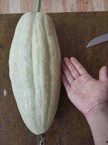 吃叶叶的瓜,探寻自然馈赠的绿色美食之旅