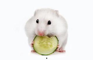 仓鼠吃小瓜视频,揭秘小瓜的诱惑之旅