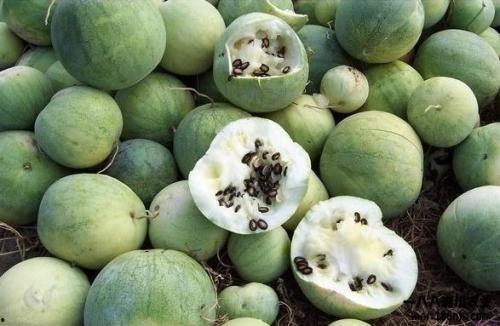 看瓜吃瓜的由来和历史,看瓜吃瓜的演变与魅力