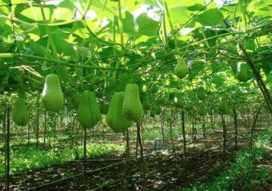 吃福寿瓜的好处,养生佳品，健康生活必备