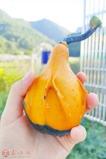 629吃瓜验证,网络舆论的风暴与真相