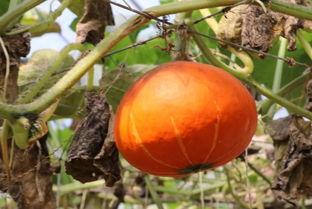 629吃瓜验证,网络舆论的风暴与真相