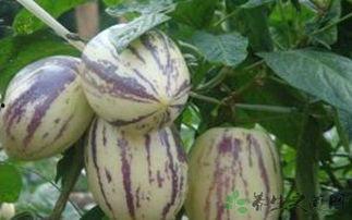 月子里吃茄瓜好吗,适宜与否的探讨