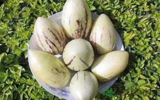 月子里吃茄瓜好吗,适宜与否的探讨