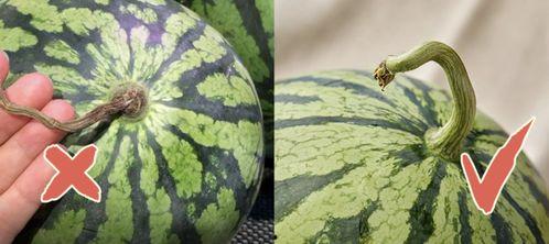 coming吃瓜,网络热词背后的故事与影响