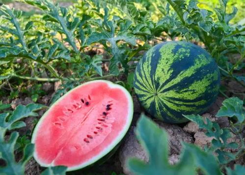 鹿邑吃瓜吧,揭秘当地特色美食文化