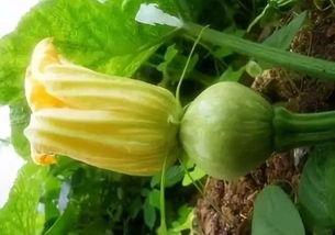 瓜宝吃路亚吗,瓜宝的奇妙路亚之旅