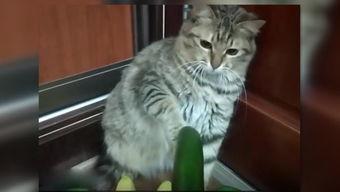 猫咪吃雪梨瓜,雪梨瓜的诱惑之旅