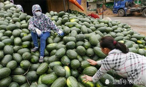 吨姐理性吃瓜,吨姐教你如何成为吃瓜高手