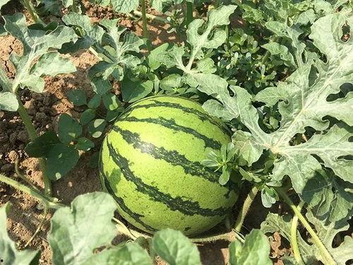 在年代文中吃瓜,那些年我们一起“吃瓜”的故事