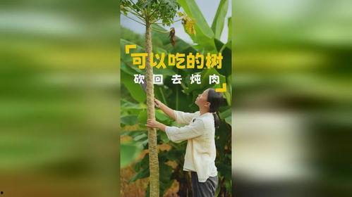 梦见树瓜和吃树瓜,树瓜的奇幻之旅与美味诱惑