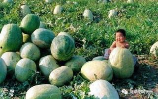 山东技校吃瓜,揭秘校园里的“瓜田”趣闻