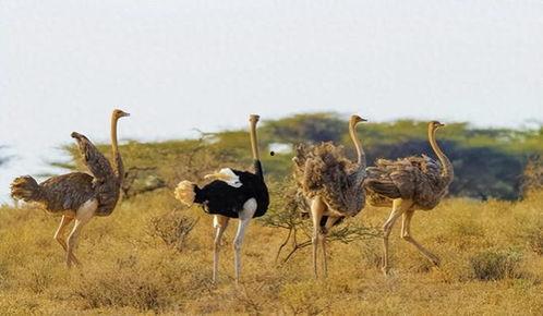 鸵鸟吃不吃洋瓜,揭秘它们是否享用洋瓜