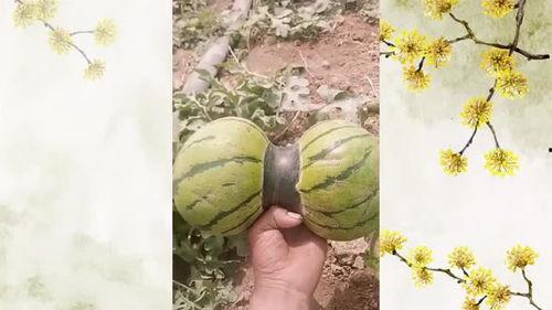 瓜吃脑袋,揭秘“吃脑袋”的神秘瓜种之谜