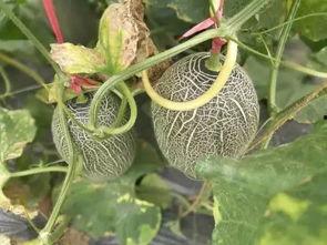 农民吃哈密瓜视频,农民丰收喜悦，哈密瓜视频走红网络