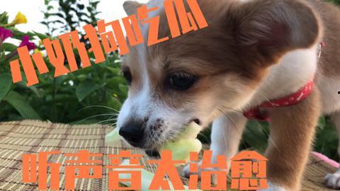 狗狗吃瓜好吗,健康益处与注意事项