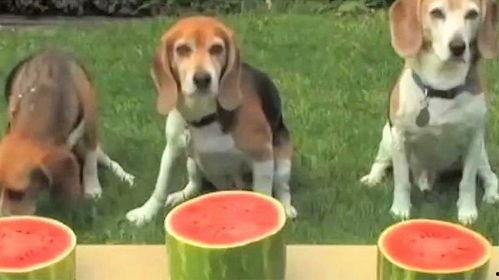 狗狗吃瓜好吗,健康益处与注意事项