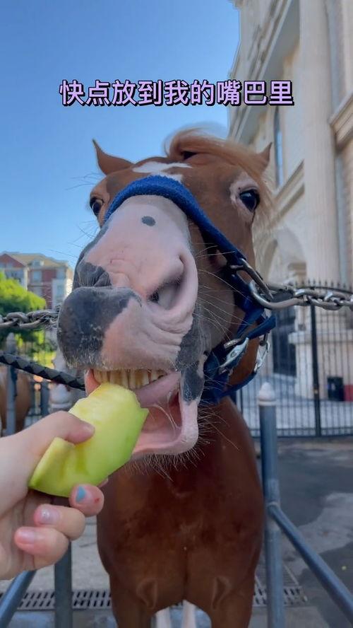 马儿吃瓜,揭秘草原上的悠闲生活