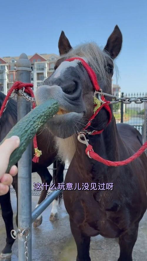 马儿吃瓜,揭秘草原上的悠闲生活