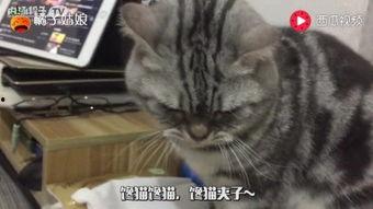 猫可以吃铁瓜吗怎么吃,铁瓜的营养价值与猫的食用方法解析
