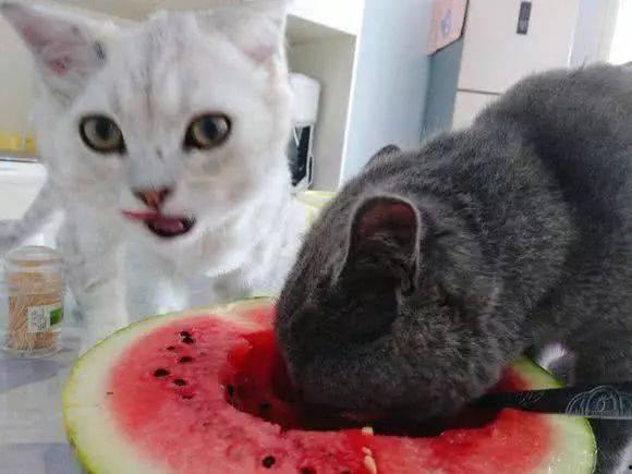 猫可以吃铁瓜吗怎么吃,铁瓜的营养价值与猫的食用方法解析