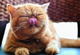 猫可以吃铁瓜吗怎么吃,铁瓜的营养价值与猫的食用方法解析