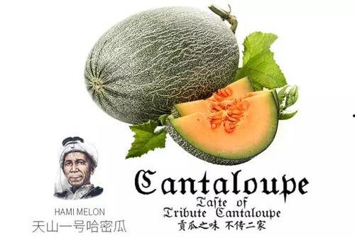 吃瓜怎么起号,揭秘网络热议背后的真相与趣味