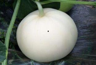 大梨瓜怎么吃教程,这样吃让你欲罢不能