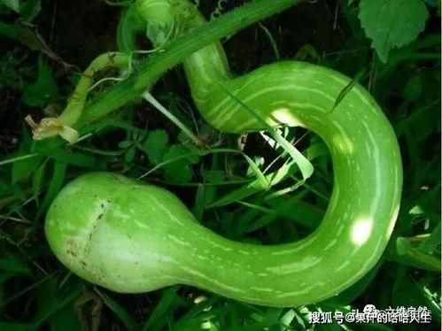 瓜蛇怎么吃,探索独特风味与烹饪技巧