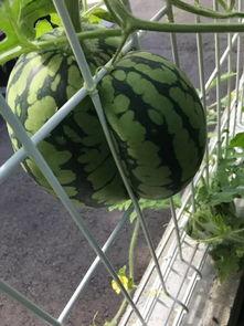 瓜蛇怎么吃,探索独特风味与烹饪技巧