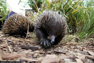 鼹鼠偷瓜吃吗,揭秘地下小精灵的美食探险