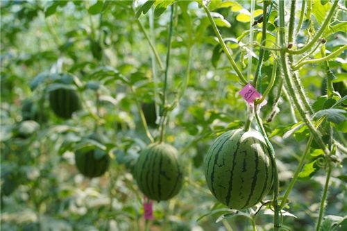滨州博兴吃瓜事件,一场网络热议背后的真相探寻