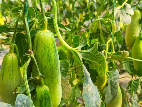 滨州博兴吃瓜事件,一场网络热议背后的真相探寻