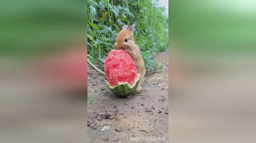 兔子会吃瓜叶吗,揭秘兔子是否爱吃瓜叶