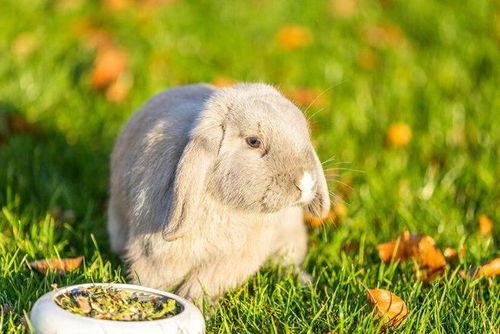 兔子会吃瓜叶吗,揭秘兔子是否爱吃瓜叶