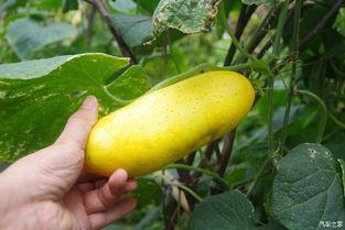 吃瓜不忘窝瓜人,揭秘人生百态中的智慧与哲理