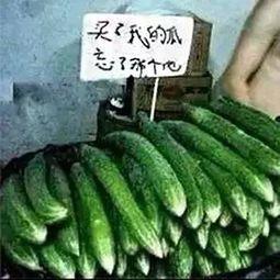 吃瓜不忘窝瓜人,揭秘人生百态中的智慧与哲理