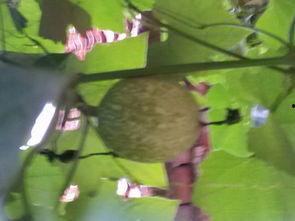 瓜搂可以吃吗,揭秘能否食用的真相