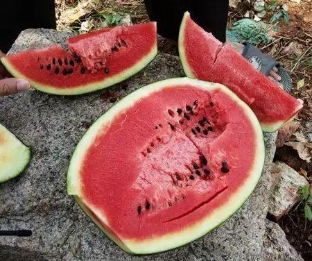 吃瓜拉稀俺奶,揭秘俺奶的神奇疗效