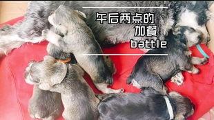 民间故事狗吃瓜,民间传说中的智慧与趣味