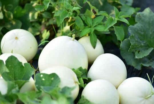 吃小白瓜的好处,夏日消暑、养生的天然佳品