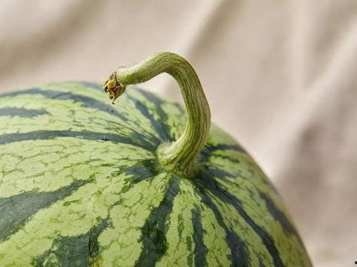 上海商场吃瓜,吃瓜群众的欢乐盛宴